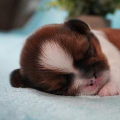 Brownie - Cavatzu puppy from Villanueva Puppies