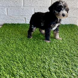 Levi - Parti male Poodle puppy in Bay City, Texas from Billy's Puppies