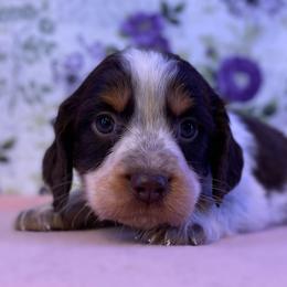 Jordan - Liver white and tan male English Springer Spaniel puppy in Crawford, Tennessee from Lilly Lane Spaniels