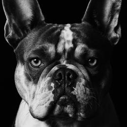 Tinker - French Bulldog