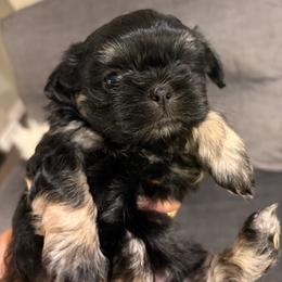 Zeus - Black and tan male Shih Tzu puppy in Upland, California from Sassy AKC Shih Tzus