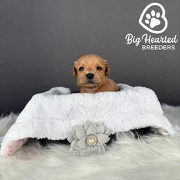 Fawn - Cream female Goldendoodle puppy in Utah County, Utah from Big Hearted Breeders