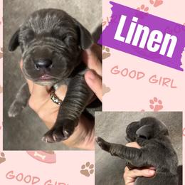 Linen - Blue female Great Dane puppy in Wellsville, New York from Prophecy Danes