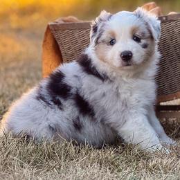 Ruth - Blue merle female Australian Shepherd puppy in Wauneta, Nebraska from 4H Aussies