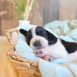 Daryl - Black and white male Basset Hound puppy in Valley, Washington from Peaceful Valley Paws