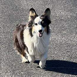 Shiloh - Pembroke Welsh Corgi