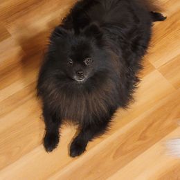Teddy - Pomeranian