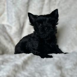 Triton - male Russian Salon Dog puppy in Kendallville, Indiana from Yorkies Kisses/Rusalka Siren Song