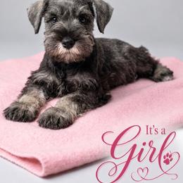 Demi - Salt and pepper female Miniature Schnauzer puppy in Thomasville, Georgia from D’Elegant Paws