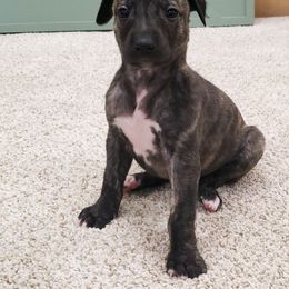 Whippet Puppies from Whippety Split