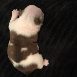 Matrix Dark Blue - Red and white male Bulldog puppy in Laurel, Montana from Bull Mountain Bulldogs