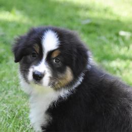 Laurent - Black tri-color female Australian Shepherd puppy in Easton, Missouri from MMA Kennel