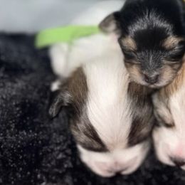 Maltese and Yorkshire Terriers from Paw Paradise 82