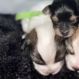 Maltese and Yorkshire Terriers from Paw Paradise 82