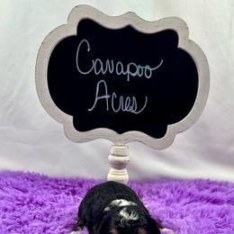 Ace - Tri-color male Bernedoodle puppy in Lancaster, Missouri from Cavapoo Acres