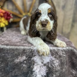 Clark - Liver white and tan male English Springer Spaniel puppy in Winchester, Kentucky from Hidden Springs Farm