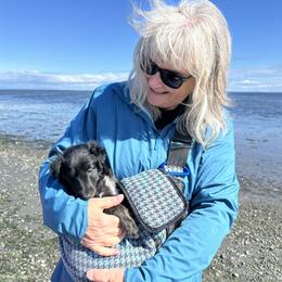 Silken Windhound Puppies from Luminous Silken Windhounds