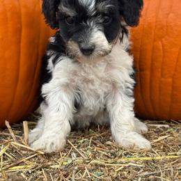 Pepper - Black and white female Bernedoodle puppy in Longmont, Colorado from Colorado Miniature Bernedoodle Puppies