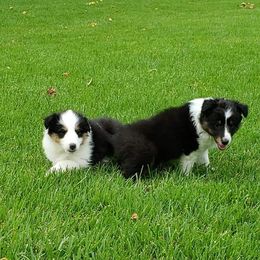 Shetland Sheepdog Puppies from Andrew Spiegel