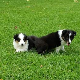 Shetland Sheepdog Puppies from Andrew Spiegel