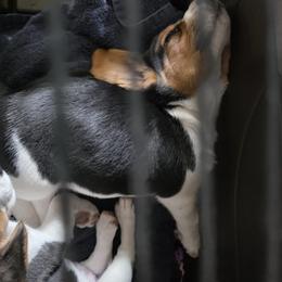 Beagle Puppies from Homegrown Beagles