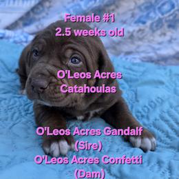 Girl 1 - female Catahoula Leopard Dog puppy in Perry, Florida from O'Leos' Acres Catahoulas