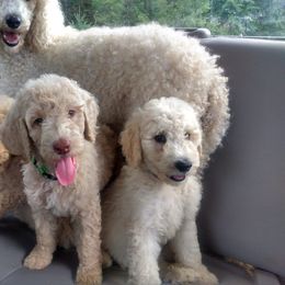 Poodle Puppies from Cristin's Poodles