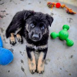 Magenta - Bi-color female German Shepherd puppy in Maricopa, Arizona from Royalty German Shepherds