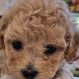 Gelati - Red tri-color male Assorted Doodle Crosses puppy in Upland, California from IDREAMOFPUPPIES