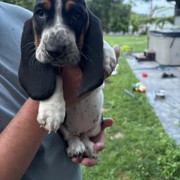 Basset Hound Puppies from Tia Blystone