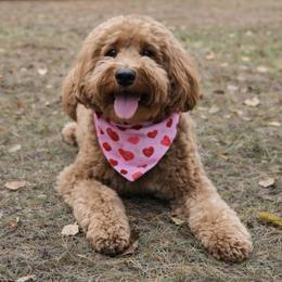 Love - Goldendoodle