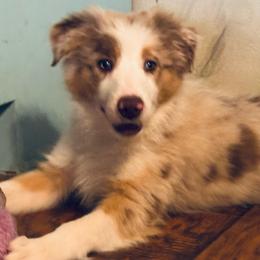 Elroy    Chocolate Tri Merle ( vet check done) - Red merle male Border Collie puppy in Apple Valley, California from Flying S Ranch Border Collies