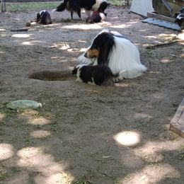 Ri - Collie