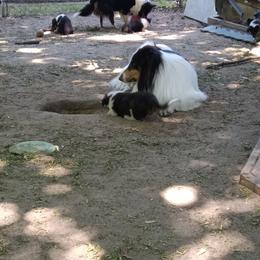 Ri - Collie