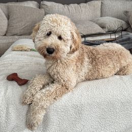 Girl 1 - female Goldendoodle puppy in Medina, Ohio from Farmer Doodles