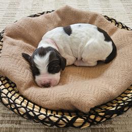 Girl 2 - female English Springer Spaniel puppy in Columbia, North Carolina from Kaitlin Bateman