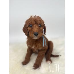 Ruth - Red  female Goldendoodle puppy in Smithfield, Kentucky from KBK9 Kennels