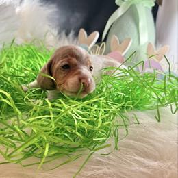 Skippy - Cream female Dachshund puppy in Fort Worth, Texas from Louis' Litters
