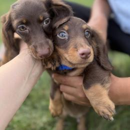 Cockapoo, Dachshund, Miniature Schnauzer, and Yorkshire Terrier Puppies from LUXEYPUPS