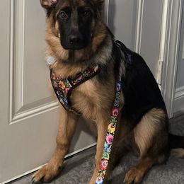 German Shepherd Puppies from Autumn's House of German Shepherds, LLC