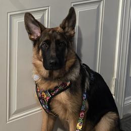German Shepherd Puppies from Autumn's House of German Shepherds, LLC
