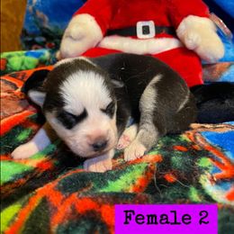 Siberian Husky Puppies from Siberian Huskies-Beckham the Great