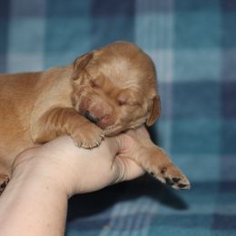 Boy 2 - Golden male Golden Retriever puppy in Lucasville, Ohio from Trusting Hearts Kennel