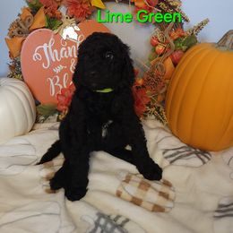 Goldendoodle Puppies from Channys Doodles