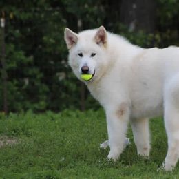 Hatchi - Alaskan Malamute