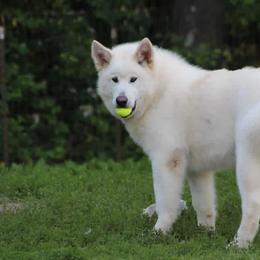 Hatchi - Alaskan Malamute
