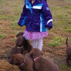 Chesapeake Bay Retriever Puppies from Whiskey Creek Chesapeakes