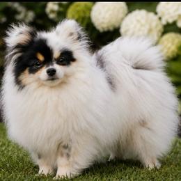 Cricket - Pomeranian