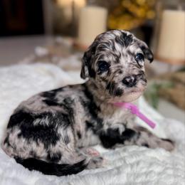 Lilac Collar - Blue merle and white female Sheepadoodle puppy in Indiahoma, Oklahoma from Farm Fresh Doodles