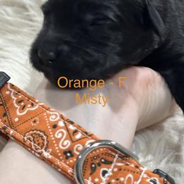 Orange - Misty - Black female Goldendoodle puppy in Orange City, Florida from Rainbow Doodle
